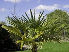 horário de verão em um jardim alemão foto