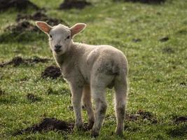 cordeiros em um prado na Alemanha foto