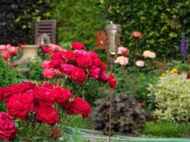 flores sangrando em um jardim alemão foto