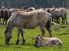 cavalos selvagens no muensterland alemão foto