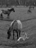 muitos cavalos selvagens foto