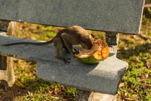 macaco selvagem com frutas foto