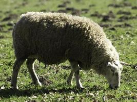 ovelhas em um campo na Westphalia foto