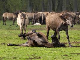 cavalos selvagens na alemanha foto