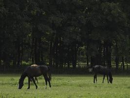 cavalos selvagens em um prado na Westphalia foto