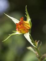 horário de verão em um jardim alemão foto