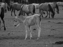 cavalos selvagens na Vestfália foto