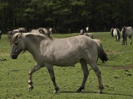 cavalos selvagens em um prado na Westphalia foto