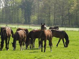 cavalos no muensterland alemão foto