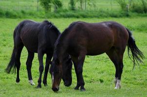 cavalos e potros na alemanha foto