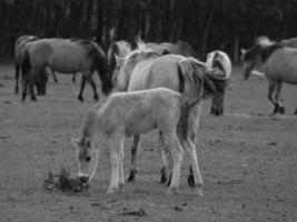 cavalos selvagens na Vestfália foto