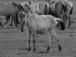 cavalos selvagens na alemanha foto