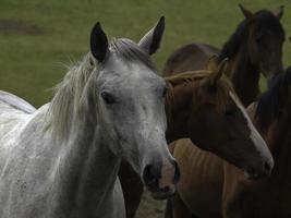 cavalos selvagens em um prado na Westphalia foto