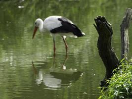 cegonhas, na alemanha foto