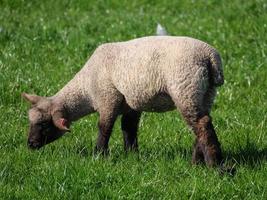 rebanho de ovelhas na alemanha foto