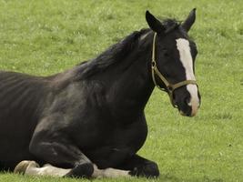 potros e cavalos bonitos foto