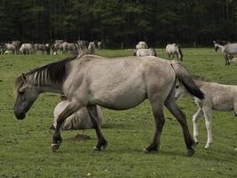 cavalos selvagens em um prado na Westphalia foto