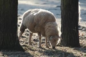 ovelhas no muensterland alemão foto