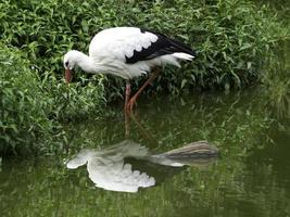 cegonhas, na alemanha foto