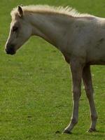 cavalos em um prado no muensterland alemão foto