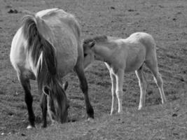 cavalos selvagens na alemanha foto