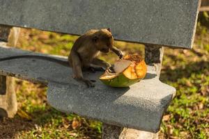 macaco selvagem lá fora foto