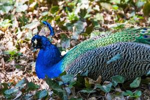 lindo pássaro pavão foto