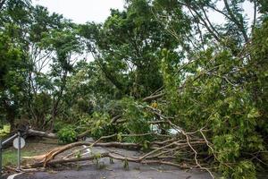 a árvore foi destruída pela intensidade da tempestade foto
