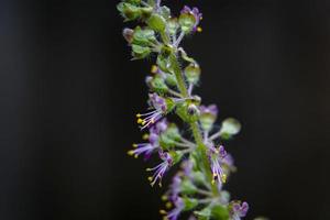 folhas verdes e pequenas flores de ocimum tenuiflorum ou ocimum sanctum. foto