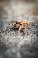 esta é uma foto macro de uma aranha. foto macro de aranha, foto de aranha saltadora, foto de close-up de aranha.