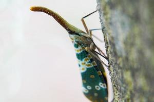 bug da lanterna. pirops candelaria. cicadidae pyrops ducalis. a família fulgoridae é um grande grupo de insetos hemípteros. foto