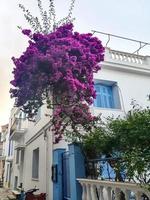 casa mediterrânea tradicional coberta de flores cor de rosa - skopelos, grécia. foto