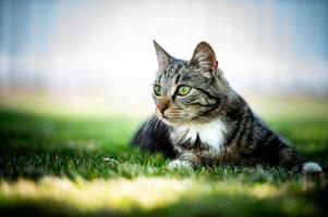 gato bonito esperando por algo foto