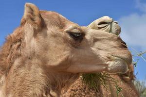 close-up olhar para o perfil de um camelo foto
