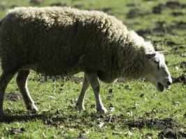 ovelhas em um campo na Westphalia foto