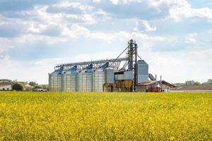 elevador de celeiro moderno perto de campo de colza. silos de prata em agro-processamento e planta de fabricação para processamento de secagem, limpeza e armazenamento de produtos agrícolas. linha de limpeza de sementes foto