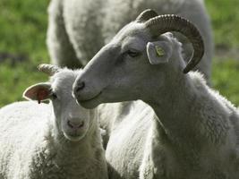 ovelhas no muensterland alemão foto