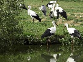 cegonhas, na alemanha foto