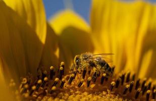 close-up de uma abelha sentada em um girassol. a abelha está toda coberta de pólen. foto