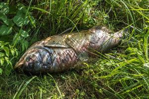 peixe podre morto na margem do lago poluído. desastre ecológico e pestilência de carpa prateada foto