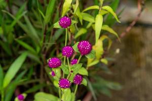 globo amaranto ou gomphrena globosa, globo amaranto, botão de solteiro no jardim foto