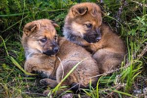 dois cachorros sem-teto sentam-se juntos na grama foto