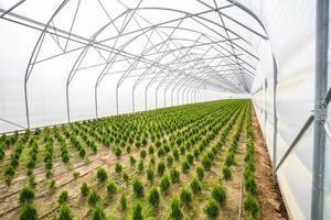 fileiras de jovens coníferas em estufa com muitas plantas na plantação foto