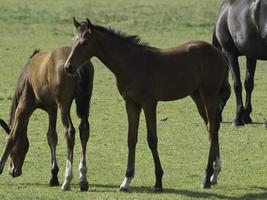 cavalos e potros na alemanha foto