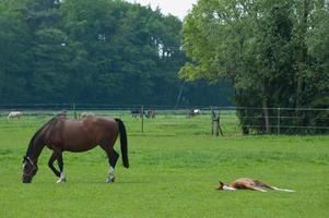 cavalos selvagens em um prado na Westphalia foto