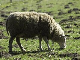 ovelhas em um campo na Westphalia foto