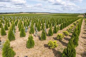 fileiras de jovens coníferas em estufa com muitas plantas na plantação foto