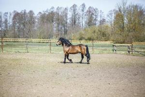 lindo cavalo marrom com uma juba preta caminha atrás da cerca foto