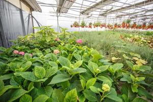 fileiras de flores jovens em estufa com muitas plantas de interior na plantação foto