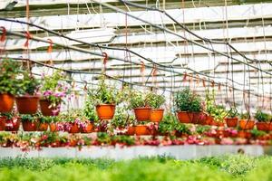 fileiras de flores jovens em estufa com muitas plantas de interior na plantação foto